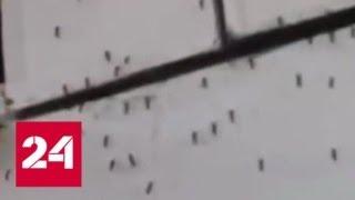 Воронеж атакуют полчища комаров. Видео - Россия 24