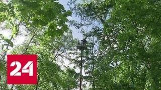 Четыре тысячи деревьев высадят в "Сокольниках" - Россия 24