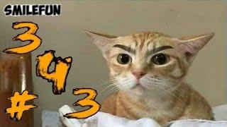 КОШКИ 2020 Смешные Коты 2020 Приколы С Кошками Funny Cats