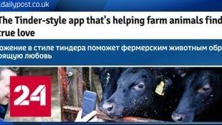 В День влюбленных в Великобритании запустят сайт знакомств для домашнего скота - Россия 24