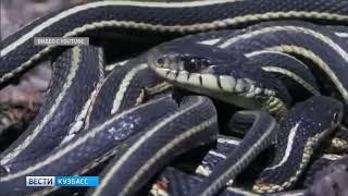 Специалисты прокомментировали ситуацию с нашествием змей в кузбасском поселке