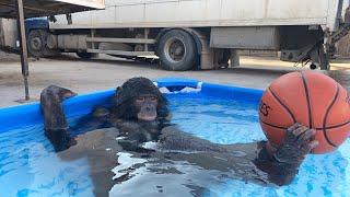 Дан Запашный в бассейне со своими обезьянами 