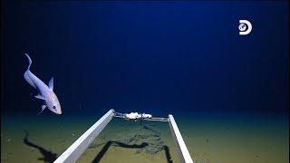 Исследователь Марианской впадины обнаружил пластиковый пакет на глубине 11 км