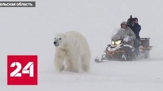 Следить и не кормить: Новую Землю защитят от медведей - Россия 24