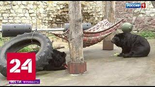Медведи, Гоголь и серфинг: выходные в Москве - Россия 24