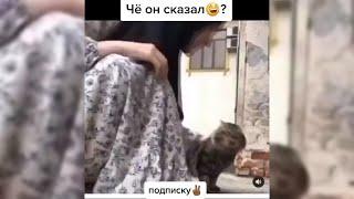 Животные из Тик Тока.life of beloved animals# 53 (видео смешных моментов любимых животных)
