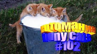 Смешные коты | Приколы с котами | Видео про котов | Котомания # 102