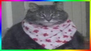 тик ток объелся прошлогодним оливье