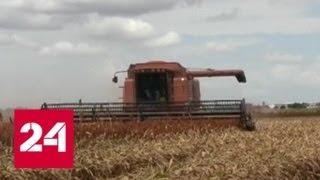 Министр сельского хозяйства РФ уверен, что зерна этого урожая хватит на всех - Россия 24