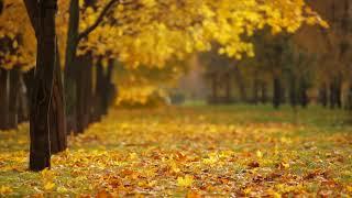Осень, шелест листьев ,пение птиц, звуки природы