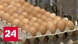 "Роковые яйца". Специальный репортаж Юлии Макаровой - Россия 24