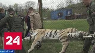 Двух амурских тигров выпустили на свободу на Дальнем Востоке - Россия 24