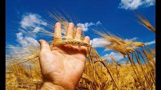 Крым: урожай после засухи