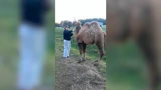 Лучшие Приколы 2019Подборка приколов с животными