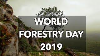 World Forestry Day 2019: Learning to love forests for a better future