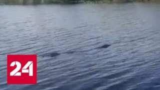 "Прошли хорошие времена": рыбаки обнаружили крупного крокодила в реке в Приморье - Россия 24