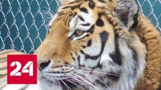 В американском зоопарке усыпили тигра из России - Россия 24