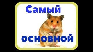 Смотреть.Смешные видео. Приколы с животными. 28