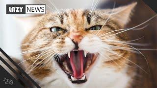 Russian man faces five years in prison for allegedly throwing cat at cop, 'seriously' scratching him