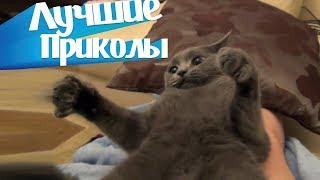 318 СЕКУНД СМЕХА | ЛУЧШИЕ ПРИКОЛЫ  2018 #3
