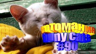 Смешные коты | Приколы с котами | Видео про котов | Котомания # 90