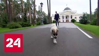 Медведев показал, как алабай Айк обживается в его резиденции - Россия 24
