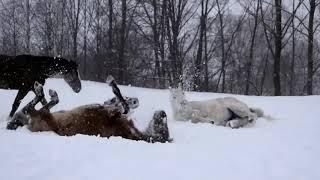 Первый снег 1 12 2020