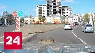 Крыса вылезла на капот машины прямо во время движения - Россия 24