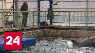 В Приморье проходит консиллиум о расселении заключенных "китовой тюрьмы" - Россия 24