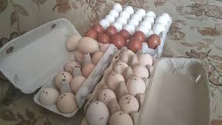 День всех влюбленных, закладка яйца, спасибо за поздравления... // Секреты хороших урожаев.