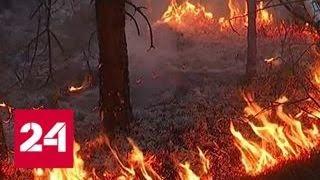 Лесной пожар продолжает полыхать во Владимирской области - Россия 24