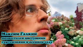 Максим Галкин похвастался цветущими розовыми гортензиями в осеннем саду