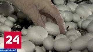 На Кубани открыли крупнейший в России грибной цех - Россия 24