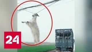 В Китае козел, пытавшийся сбежать из грузовика, повис на ЛЭП - Россия 24