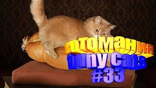 Смешные коты | Приколы с котами | Видео про котов | Котомания #33