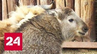 В Московском зоопарке пополнение: посетители увидят детеныша такина - Россия 24