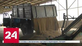 Теперь Россия может продавать пшеницу Саудовской Аравии - Россия 24