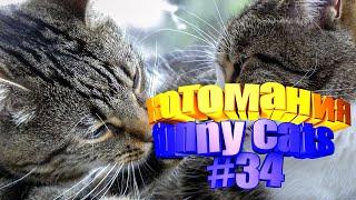 Смешные коты | Приколы с котами | Видео про котов | Котомания # 34