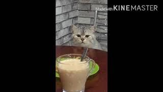 Кот хочет кофеёк! мой милашка)