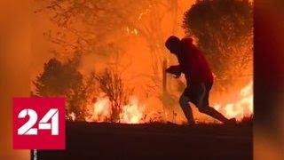 Мужчина рискнул жизнью, спасая кролика из огня. Видео - Россия 24