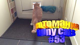 Смешные коты | Приколы с котами | Видео про котов | Котомания #53