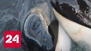 Владелец "китовой тюрьмы" пообещал выпустить косаток и белух на свободу - Россия 24