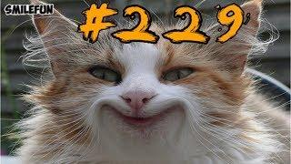 Смешные коты 2019 приколы про котов и кошек до слез   Смешные кошки 2019 Funny Cats
