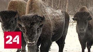 В Якутии выпустили на волю 30 бизонов - Россия 24