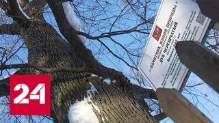 Абрамцевский дуб может стать главным деревом Европы - Россия 24