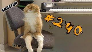 КОТЫ 2019 Смешные коты приколы про котов до слез – Смешные кошки 2019 – Funny Cats выпуск 240