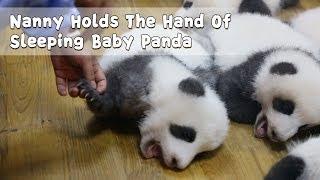 Warm & Sweet: Nanny Holds The Hand Of Sleeping Baby Panda | iPanda