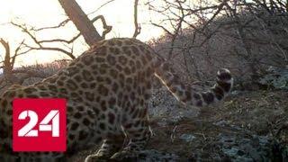 Рычание дальневосточного леопарда впервые удалось записать на камеру - Россия 24