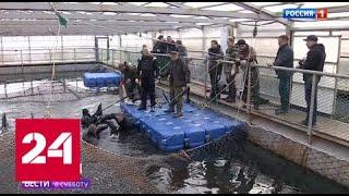 Кусто в "китовой тюрьме": ученые решат, будет ли животным лучше на воле - Россия 24
