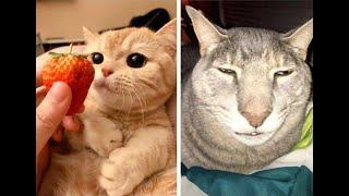 Приколы с котами 2020 // приколы  с животными / смешне животные